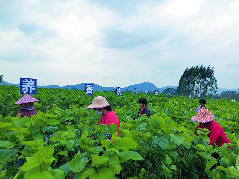 利村种桑养蚕产业扶贫示范园的桑树种植区内,村民正忙着采摘新鲜桑叶