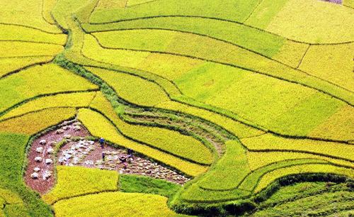 廣西鳳山中稻開鐮收割