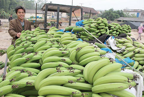 廣西香蕉價漲