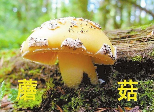 毒蘑菇种类不同