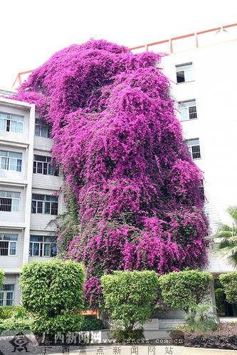 南宁 院校一株 <em>三角梅</em>