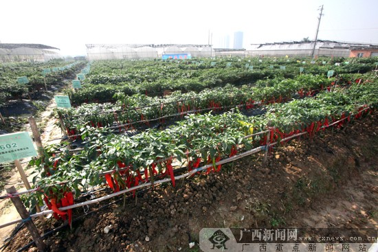 第三屆廣西-東盟蔬菜新品種交易會市民採摘日遇冷