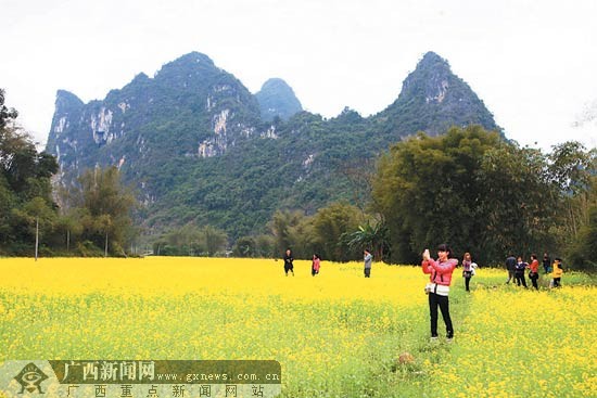隆安县屏山乡首次在公路边种植大片油菜花