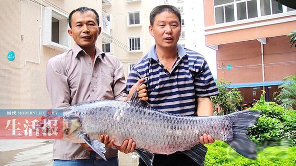邕江10種魚類從常見變罕見 瀕危魚你見過哪幾種？