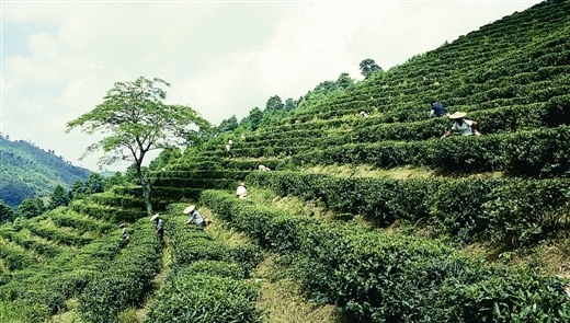 横县南山白毛茶园.(资料图片)