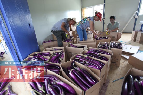 武鳴3位農民向災區捐獻50畝茄子 50多人幫忙(圖)