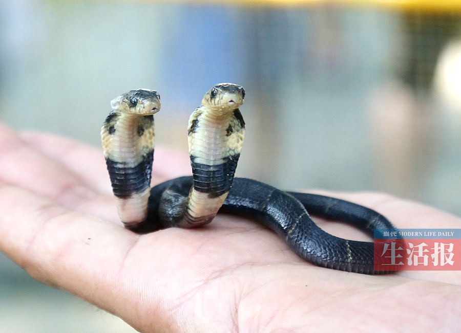 南寧市動物園來了雙頭蛇 蛇園飼養員驚嘆頭次見