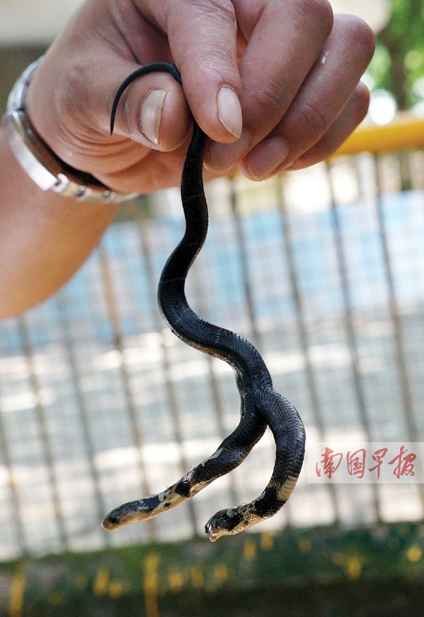 南寧市動物園來了雙頭蛇 蛇園飼養員驚嘆頭次見
