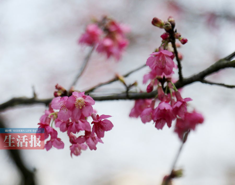南寧石門森林公園的櫻花開了 春節或滿園花開(圖)