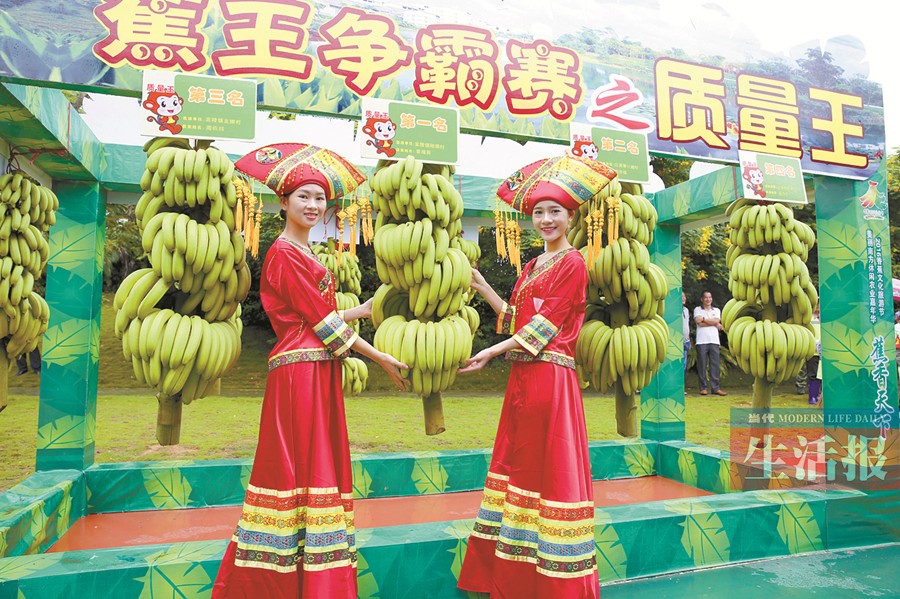 南寧西鄉塘區香蕉文化旅遊節開幕 “蕉王”長啥樣